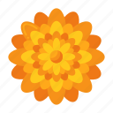 chrysanthemum, flower, plant, nature