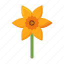 daffodil, flower, plant, nature