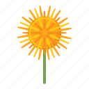 dandelion, flower, plant, nature