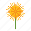 dandelion, flower, plant, nature 