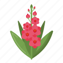 gladiolus, flower, plant, nature