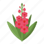 gladiolus, flower, plant, nature 