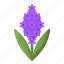 hyacinth, flower, plant, nature 
