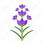 lavender, flower, plant, nature 