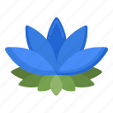 lotus, flower, plant, blossom