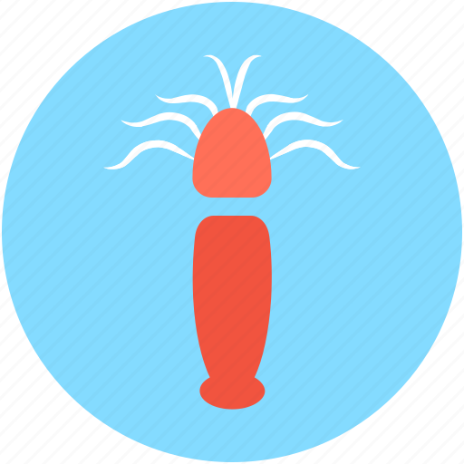 Food, mantis shrimp, seafood, squid, stomatopod icon - Download on Iconfinder