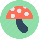 fungi, fungus, mushroom, oyster mushroom, toadstool