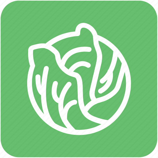 Cabbage, diet, food, healthy eating, vegetable icon - Download on Iconfinder