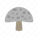 mushroom, mushrooms, fungi, fungus