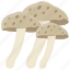fungi, fungus, mushroom, oyster mushroom, toadstool 