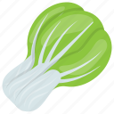 chinese cabbage, chinese leaves, green leafy vegetable, lettuce, organic small cabbage 
