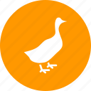 bird, duck, farm, livestock, poultry