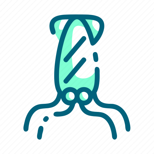 Animal, cuttlefish, food, seafood, squid icon - Download on Iconfinder