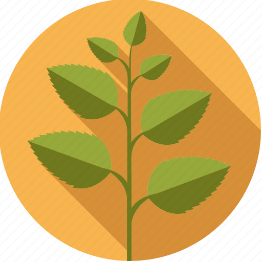 Food, foodix, herb, ingredient, leaves, mint, plant icon - Download on Iconfinder