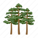 forest, pine, plant, tree