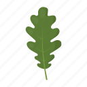leaf, oak, plant, tree