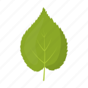 birch, leaf, plant, tree