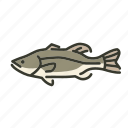 bass, fish, freshwater gamefish, largemouth bass, north america, sunfish 