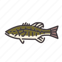 bass, fish, fishing, freshwater gamefish, smallmouth bass, sunfish