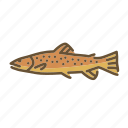 brown trout, fish, fishes, fishing, freshwater creature, trout