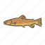 brown trout, fish, fishes, fishing, freshwater creature, trout 