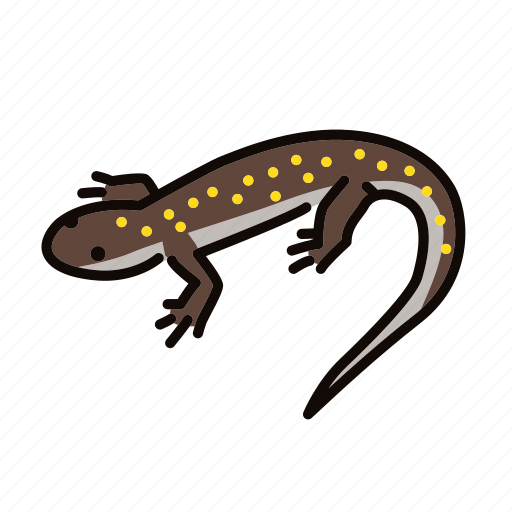 Amphibian, animal, freshwater, freshwater creature, lizard, salamander icon - Download on Iconfinder