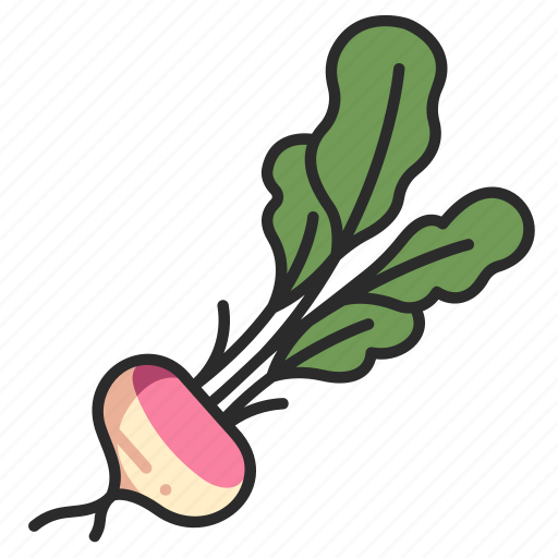 Turnip, vegetarian, organic, vegetable, root icon - Download on Iconfinder