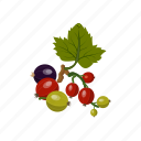 gooseberry, fruit