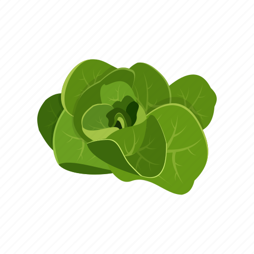 Lettuce, raw vegan, salad, vegetable icon - Download on Iconfinder