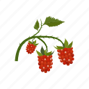 raspberry, berry, fruit 
