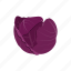 red cabbage, vegetable 