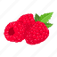 raspberry, berry, healthy, garden, gardening, plant, food 