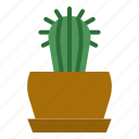 cactus, plant, farming, gardening, botanic