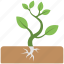 baby plant, mini plant, miniature, roots, soil 