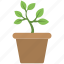 baby plant, flower pot, plant pot, planting, pot 