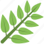 fresh leaves, green leaves, green stem, leaves, stem 