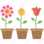 colorful flowers, flower pot, flowers, pot, three pots 