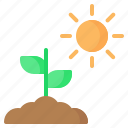 sprout, plant, sun, photosynthesis, gardening