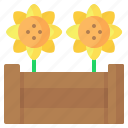 raised bed, flower, sunflower, gardening, wooden