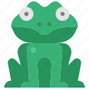 frog, animal, amphibian, wildlife, sitting, tropical, toad