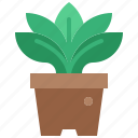 plant, potted, pot, decoration, houseplant, growth, nature