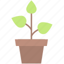 potted, green, plant, growing, environment, nature, energy, tree, garden