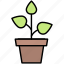 potted, green, plant, environment, nature, energy, tree, garden, ecology 