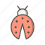 insect, lady bug, ladybug 