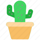 gardening, cactus, desert, plant, pot