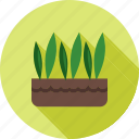decoration, garden, grass, nature, plant, pot, spring