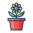 flower, plant, pot