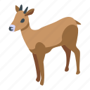 oryx, gazelle, isometric