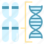 chromosome, dna, gene, genetics, karyotype, structure 