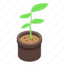 indoor, plant, pot, isometric